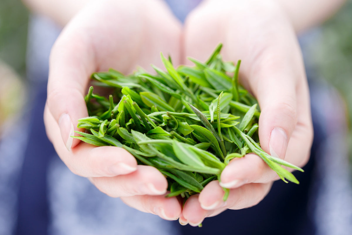 What's so special about Uji Matcha ?